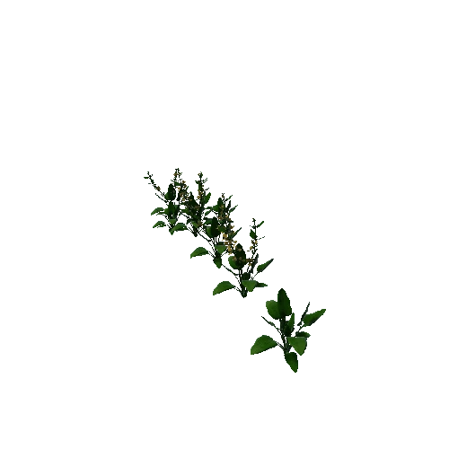 Flower Echinodorus Cordifolius2